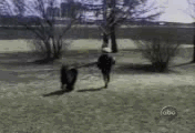 12.gif