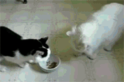 7415715_0.gif