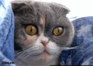 c83d643a6f08837f1191d4f5443d3b94d9043a5c11ea5a-pttPi5_fw192.gif