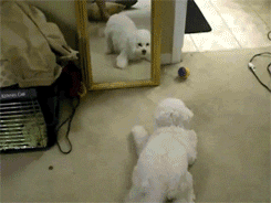 08049e949a90b3c76469e1611fccd9d742abd6a495f80-AjAQ3j_fw554.gif