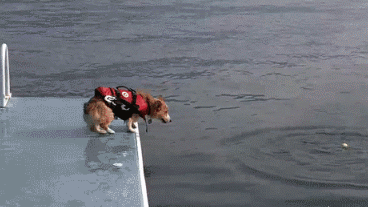 6d324ffa38b873f2b38d6321efcebd797eb0c4c6ca253-yv12n2_fw554.gif