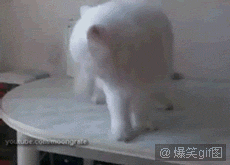 7074de7eae49985fd91486c8954e0bdaeca4d048da1d1-zvDWgS_fw554.gif