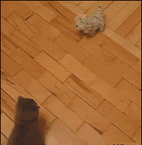 猫星人.gif