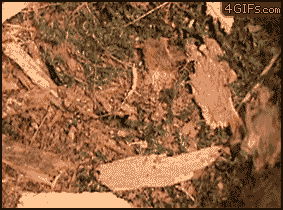 mxcp773C5B8B95860390C6F7B29FD196B0E6_283_210.GIF
