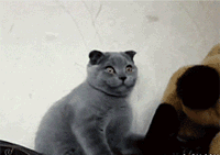 mxcp94C7853F5CB897C70FD4699A79C9A0D7_200_141.GIF