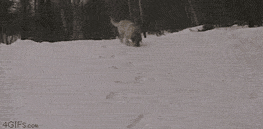 2704421_4.gif