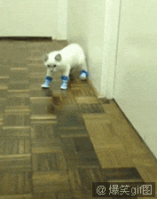 微博桌面_1556826072l.gif