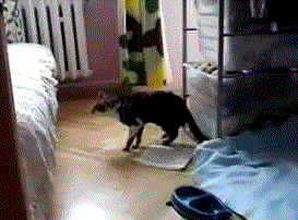 12.gif