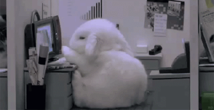 tuzi.gif
