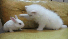 810a19d8bc3eb135d5ab45aba71ea8d3fd1f44b6.gif