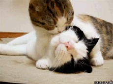 242dd42a2834349bfa0a0195c8ea15ce36d3be96.gif