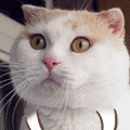 3.gif